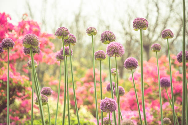 istock Spring Weather Arrives ,flowers in bloom 675096366