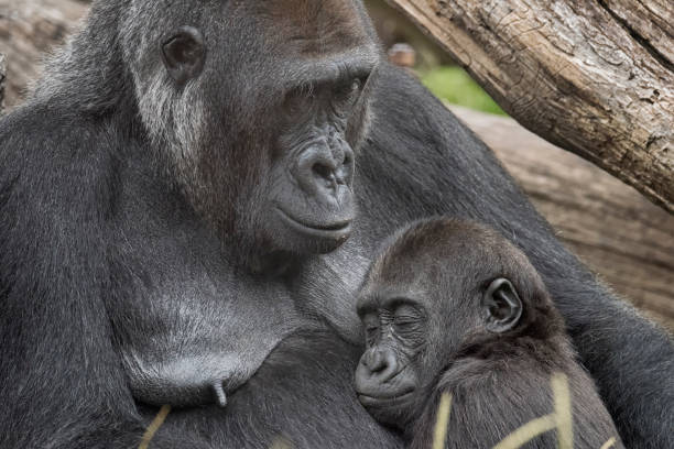 istock Mother Gorilla cradles her sleeping son 675096406