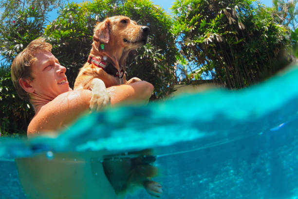 uomo tiene in mano labrador retriever d'oro in piscina - underwater dog adult happiness foto e immagini stock