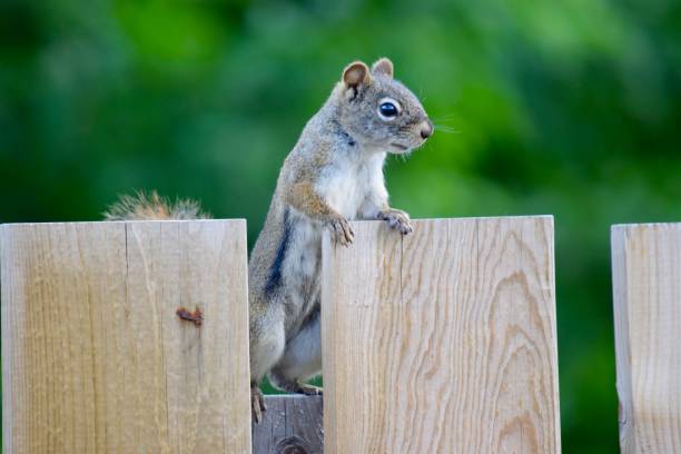 Squirrel on Fence a squirrel standing on a wooden fence hinton alberta stock pictures, royalty-free photos & images