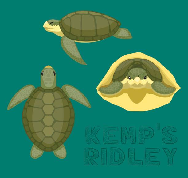 Sea Turtle Kemp's Ridley Cartoon Vector Illustration Animal Cartoon EPS10 File Format pacific ridley turtle stock illustrations