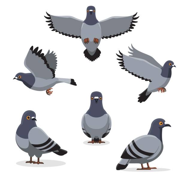 ilustrações de stock, clip art, desenhos animados e ícones de bird pigeon poses cartoon vector illustration - common wood pigeon