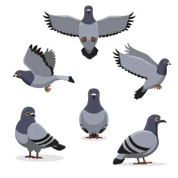 Vector illustration of Bird Pigeon Poses Cartoon Vector Illustration