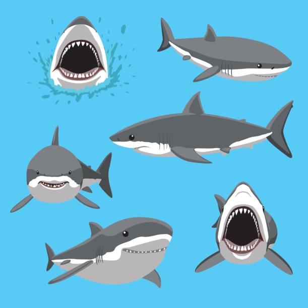 Great White Shark Six Poses Cartoon Vector Illustration Animal Cartoon EPS10 File Format great white shark stock illustrations