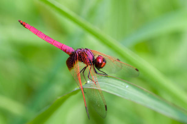 istock Macro image of pink dragonfly on the grass. 675172470