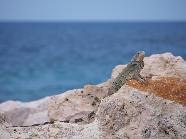 istock Large Iguana Sunning on a Beach 675172510