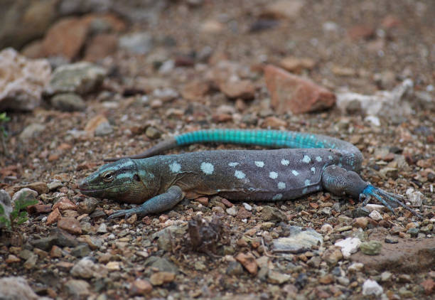 istock Blue Tailed Skink ( Lizard ) in Curacao 675172588