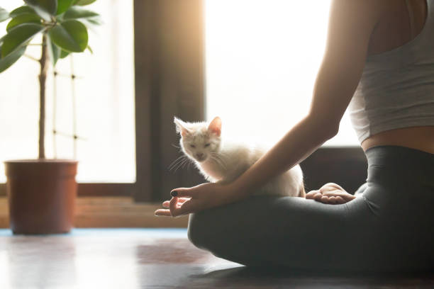 молодая женщина йоги медитируя с домашним животным, задний дом интерьера - аитутаки фотографии стоковые фото и изображения
