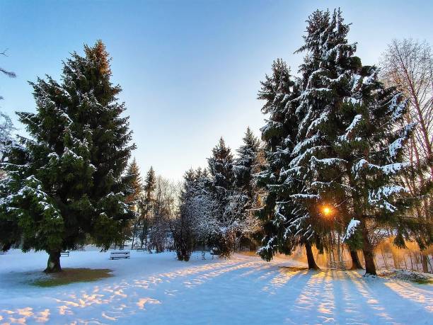 Sun shining through pine trees a winter evening