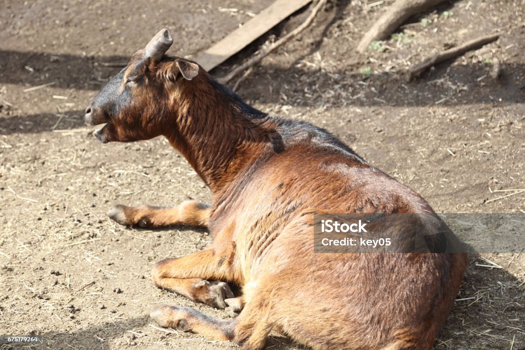 Happy Goat 1980-1989 Stock Photo