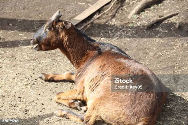 Happy Goat Stock Photo - Download Image Now - 1980-1989, Animal, Archival