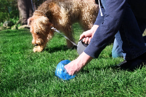 uomo che raccoglie / pulisce gli escrementi di cani - stool foto e immagini stock