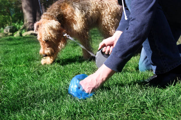 Man  Picking up / cleaning up dog droppings stock photo