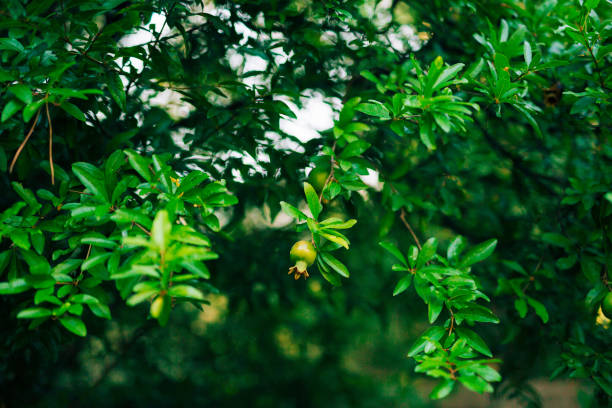 istock The medium-sized pomegranate fruit on the tree green in Monteneg 675182974