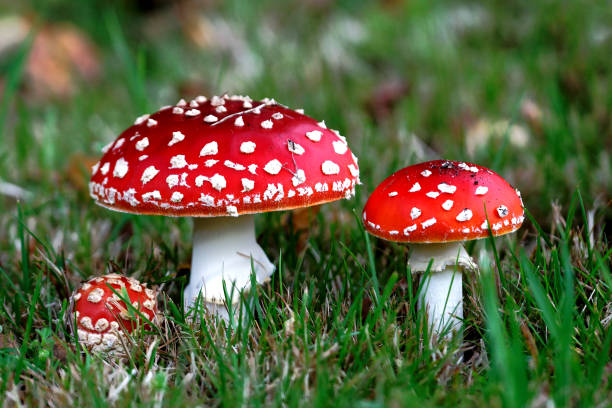 red amanita muscaria champignons - mushroom fly agaric mushroom photograph toadstool photos et images de collection