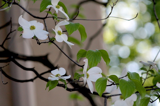 Blossoming white flower on dogwood tree in Boston