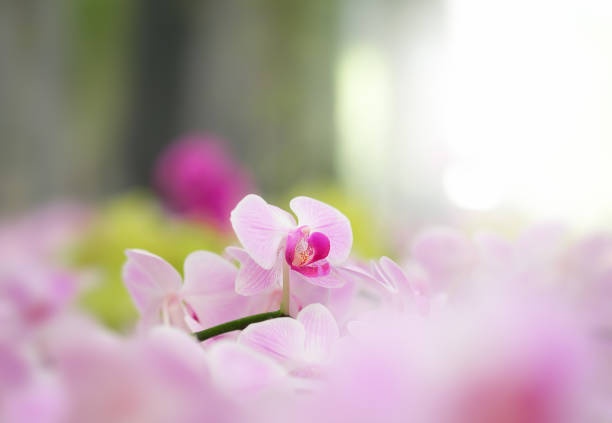 orchid