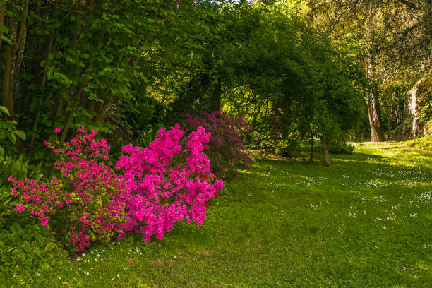 Enchanted garden with beautiful pink flowers Enchanted garden with beautiful pink flowers in Italy sermoneta stock pictures, royalty-free photos & images