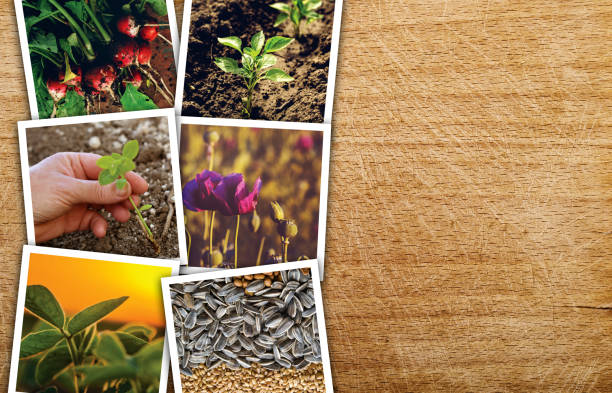 istock Agriculture and farming photo collage 675192410