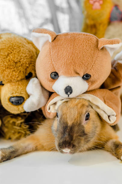 istock Close-up of Rabbit indoors 675193230