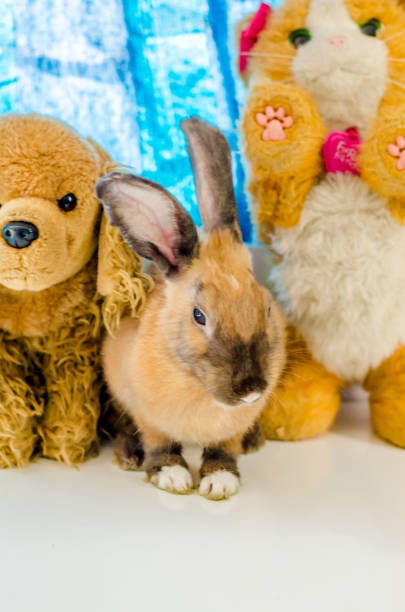 istock Close-up of Rabbit indoors 675195430