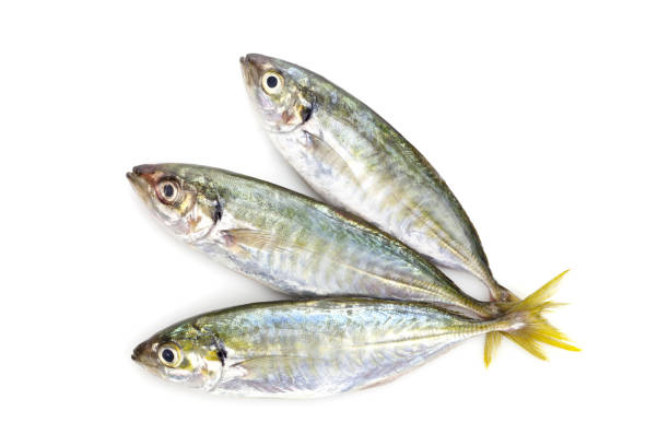 istock Yellow stripe trevally fish isolated on a white background. 675195696