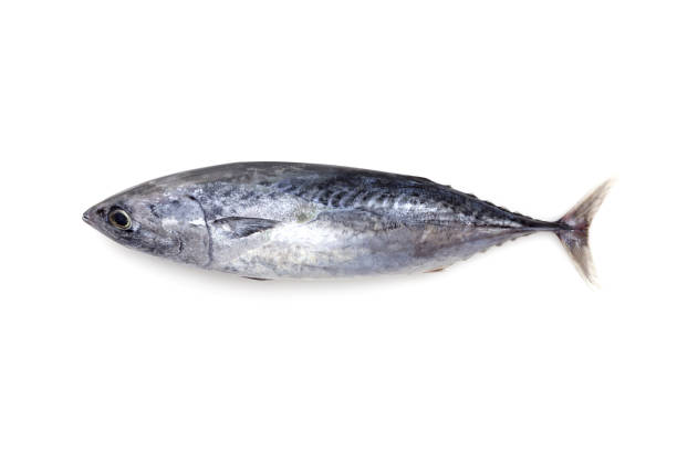 istock Fresh tuna fish isolated on a white background 675195712