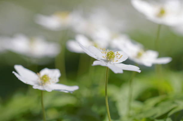 istock Group of wood anemone, side view 675196226