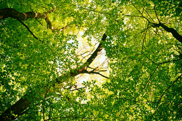 istock Tree tops are illuminated by the setting sun 675212796