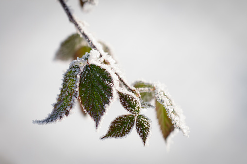 Blackberry branch frozen in winter