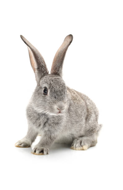 istock Baby Bunny （Small rabbit） isolated on white background. 675219496