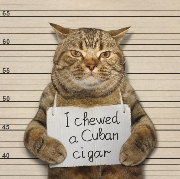 istock Cat chewed a Cuban cigar 675219766