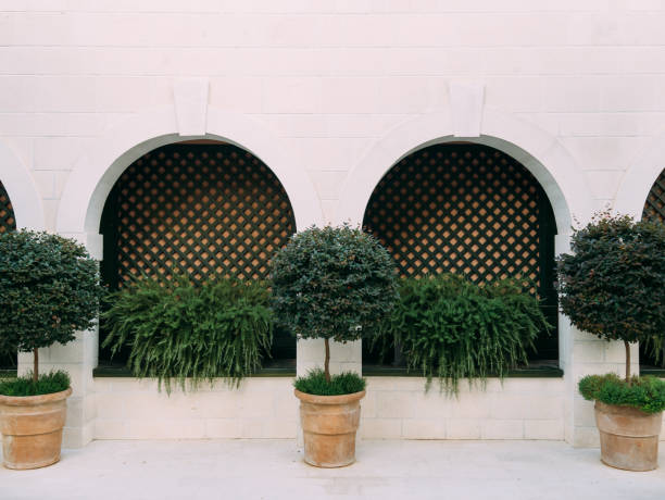 A tree in a pot. Small trees in clay pots in Montenegro.