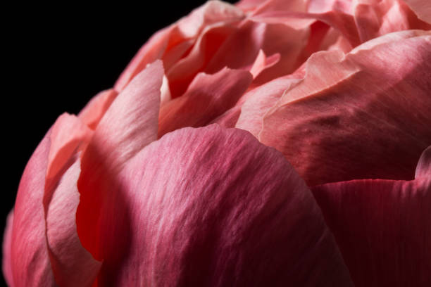 istock Pink peony flower petals close up 675219912