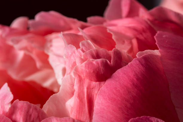 istock Pink peony flower petals close up 675219992
