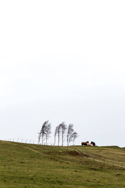 trzy konie stojące na wzgórzu obok brzozy w mroźną wietrzną pogodę. - fence hill mountain range mountain zdjęcia i obrazy z banku zdjęć