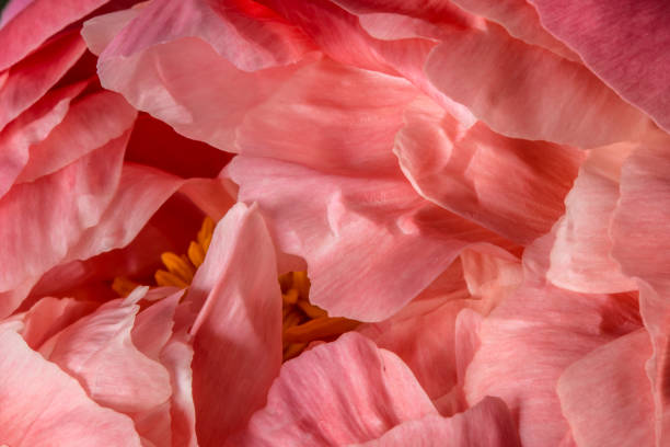istock Pink peony flower petals close up 675220120