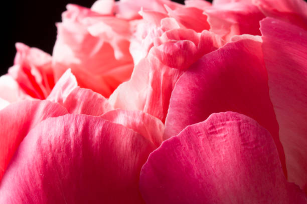 istock Pink peony flower petals close up 675220160