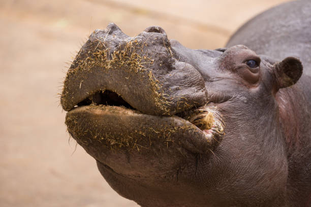 hungry hippopotomus presents his mouth for food - hippopotamus animal teeth large dirty imagens e fotografias de stock