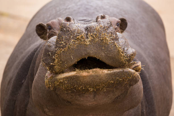 głodny hippopotomus prezentuje usta na jedzenie - hippopotamus animal teeth large dirty zdjęcia i obrazy z banku zdjęć