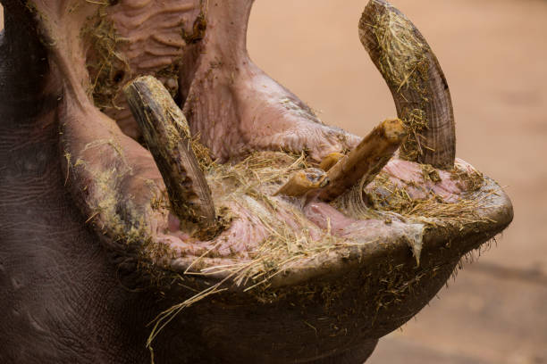 hungry hippopotomus presents his mouth for food - hippopotamus animal teeth large dirty imagens e fotografias de stock