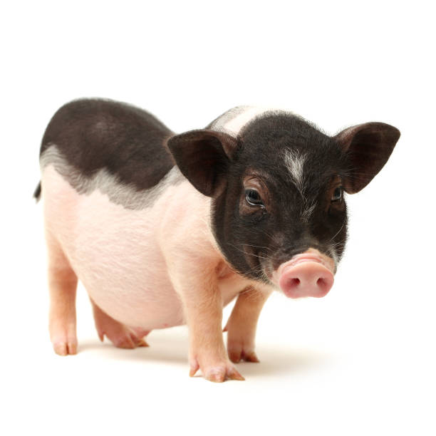 huisdier baby varken geïsoleerd op witte achtergrond - hangbuikzwijn stockfoto's en -beelden