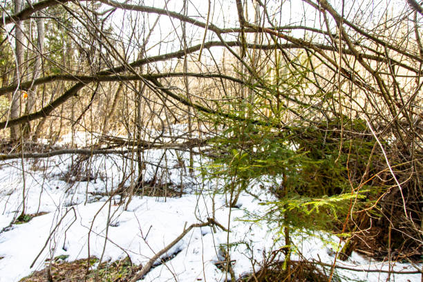 istock Spring forest. The snow is melting between the trees. 675223920