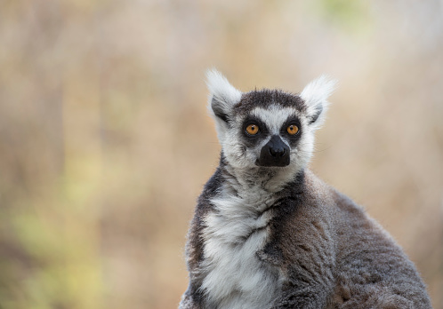 Portrait of Lemur strepsirrhine primate. Ghost-like animal. Image with copy space.