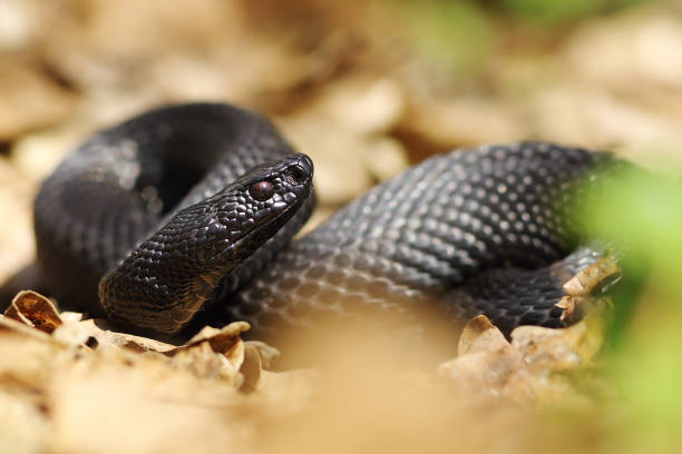 istock beautiful black nikolsky viper preparing to bite 675226516