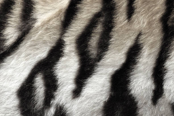 istock black and white real pattern of tiger pelt 675226712