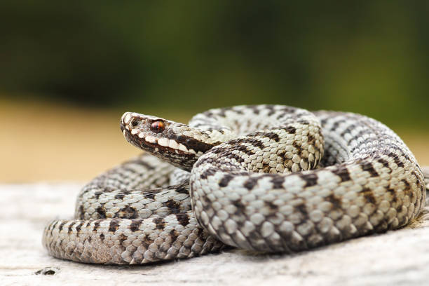 istock beautiful common crossed viper basking on wood stump 675226734