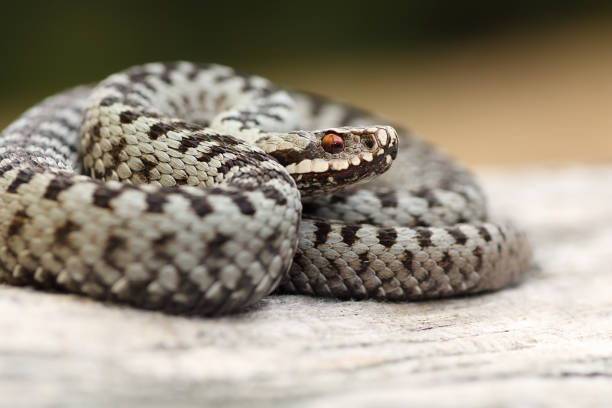 closeup of beautiful male common crossed adder closeup of beautiful male common crossed adder ( Vipera berus ) common adder stock pictures, royalty-free photos & images