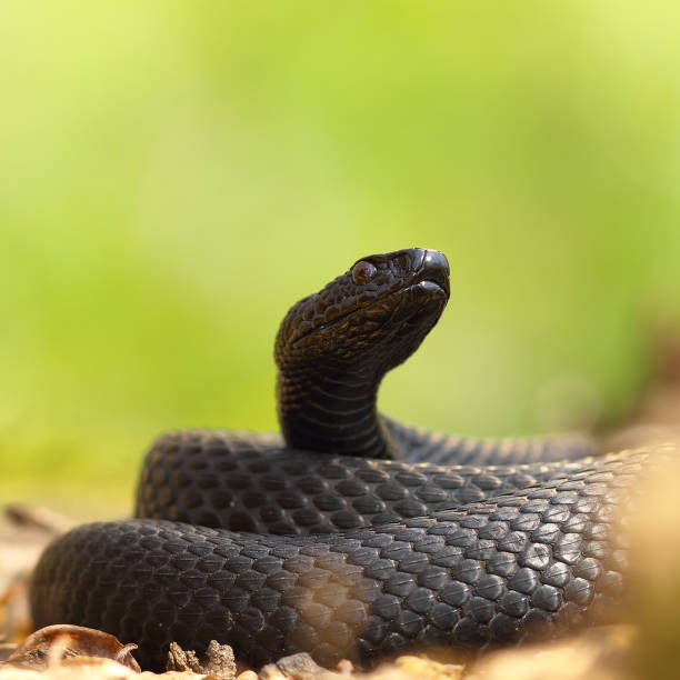 istock closeup of black european adder 675226954