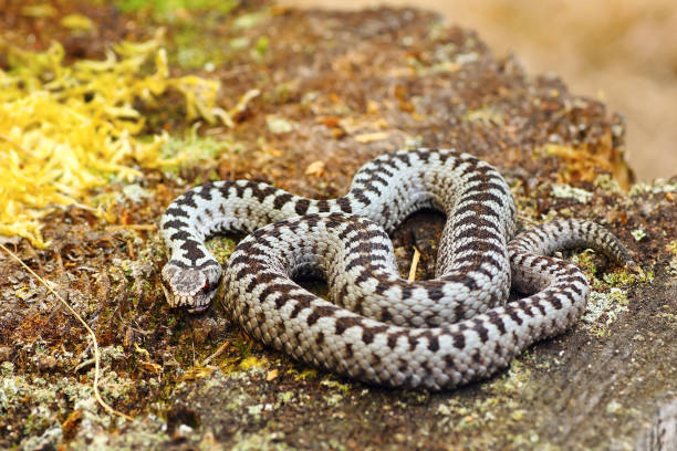 istock common european crossed adder 675227220